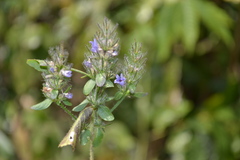 Haplanthodes verticillatus